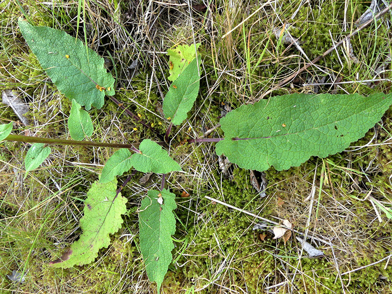 Verbascum nigrum