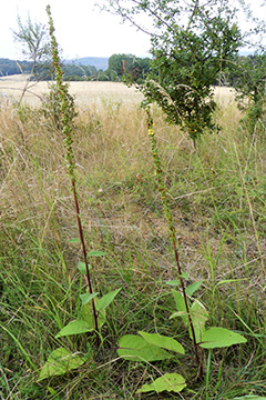 Verbascum nigrum