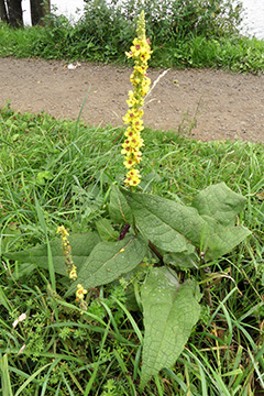 Verbascum nigrum