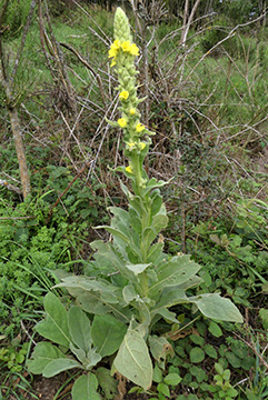 Verbascum thapsus