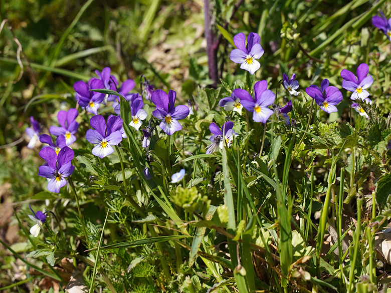 Viola tricolor