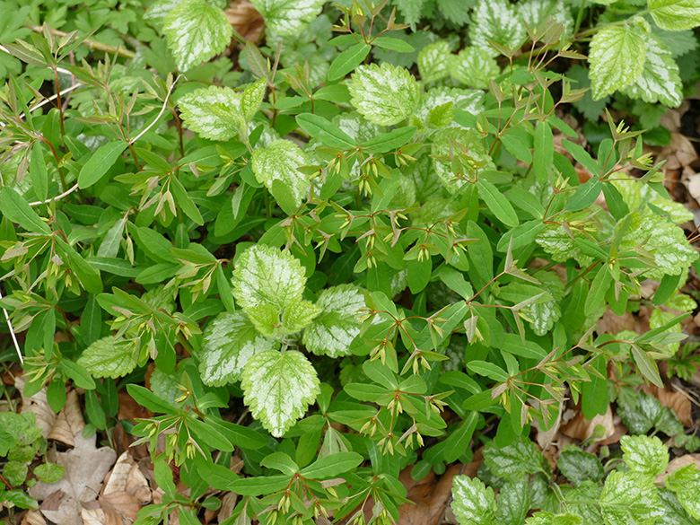 Euphorbia dulcis dulcis