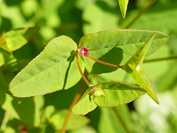 Euphorbia dulcis dulcis