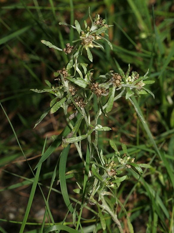 Gnaphalium uliginosum