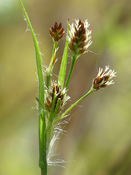 Luzula campestris