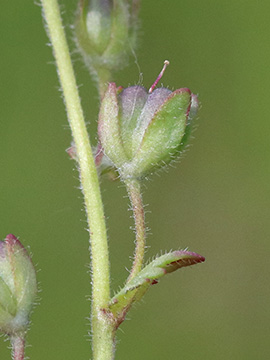 Veronica praecox