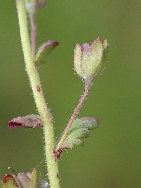 Veronica praecox