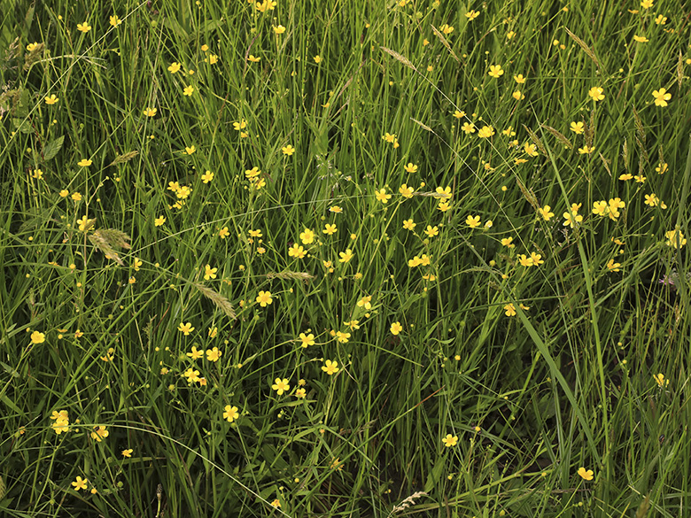 Ranunculus flammula