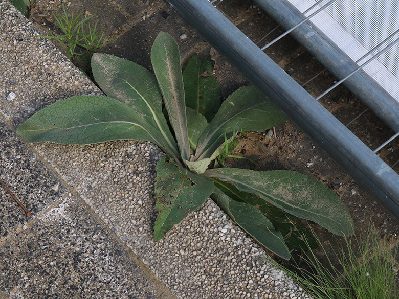 Verbascum lychnites