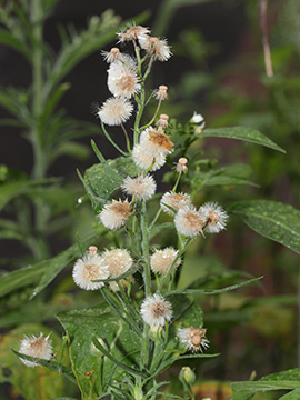 Erigeron bonarensis