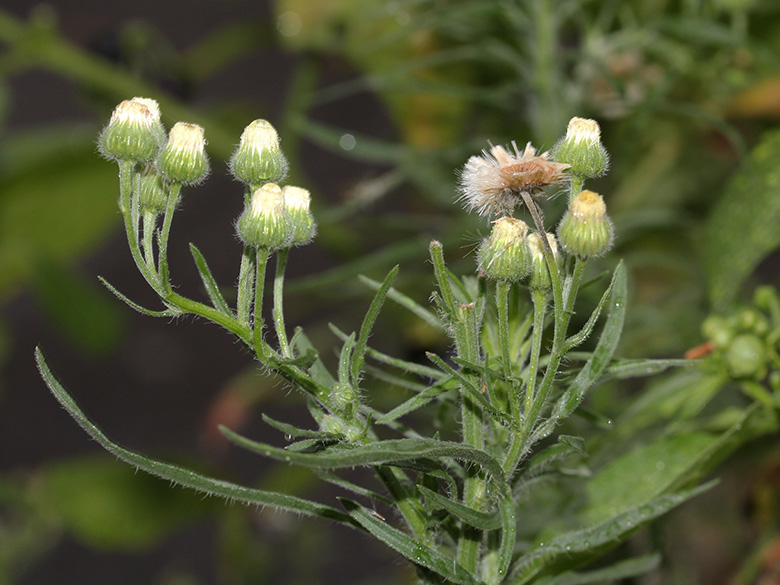 Erigeron bonariensis