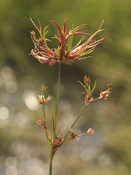 Juncus acutiflorus