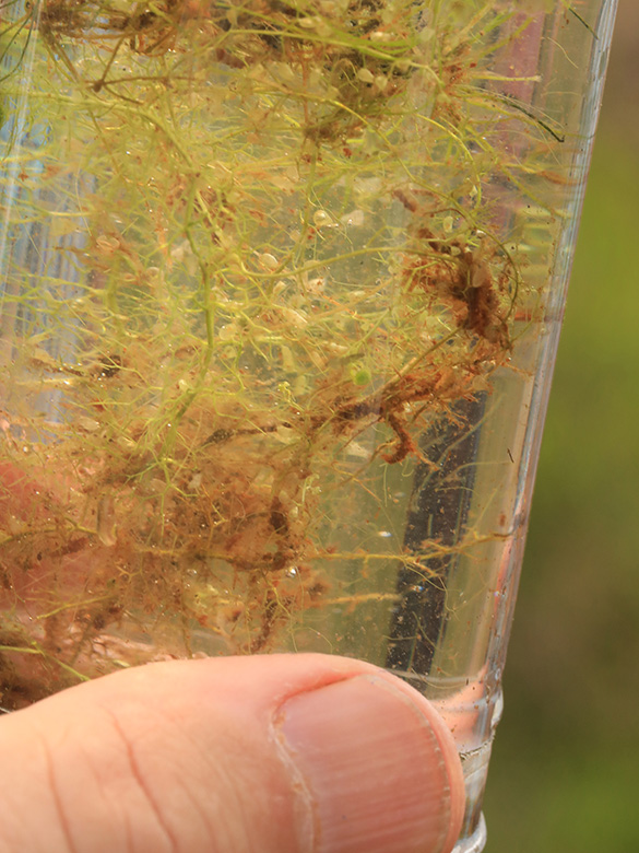 Utricularia minor