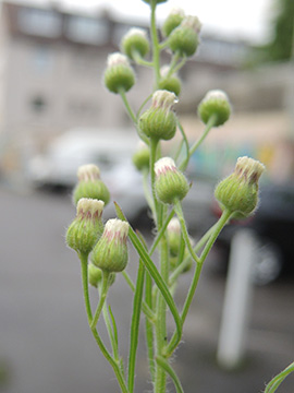 Erigeron bonariensis