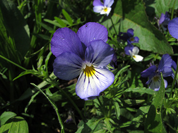 Viola tricolor