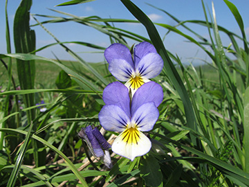 Viola tricolor