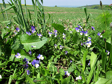 Viola tricolor