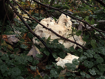 Calvatia gigantea