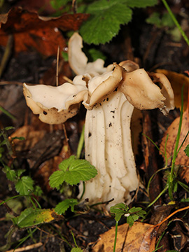 Helvella crispa