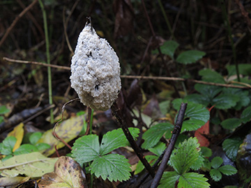 Mucilago crustacea