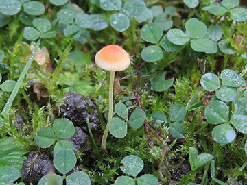 Mycena acicula