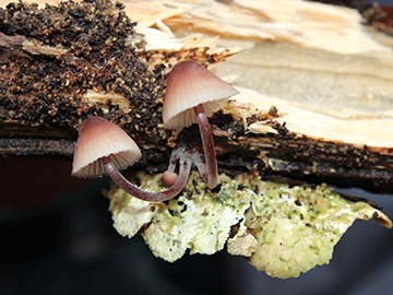 Mycena haematopus