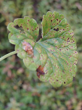 Puccinia glechomatis