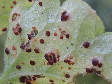 Puccinia glechomatis