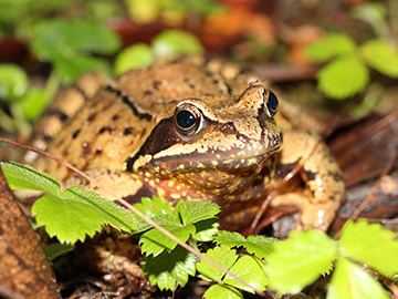 Rana temporaria