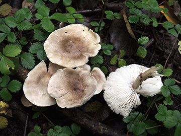 Tricholoma cingulatum