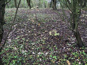 Tricholoma cingulatum