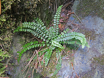 Asplenium adulterinum