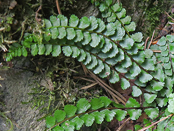 Asplenium adulterinum