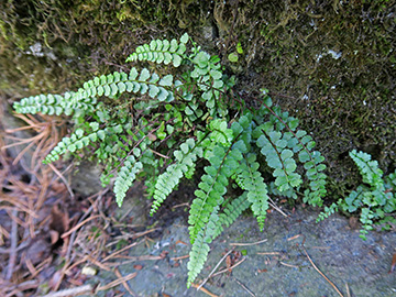 Asplenium adulterinum