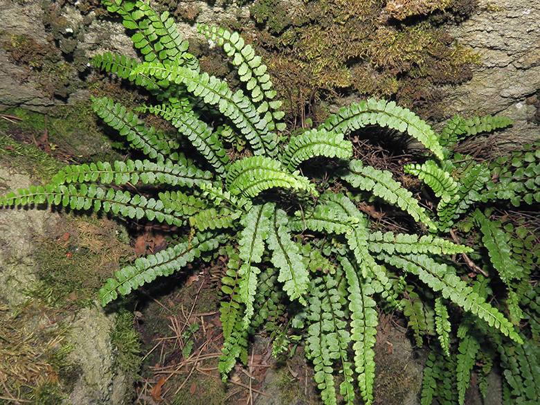 Asplenium adulterinum