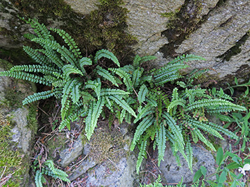 Asplenium adulterinum