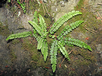 Asplenium adulterinum