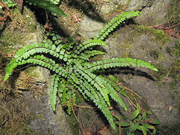 Asplenium adulterinum