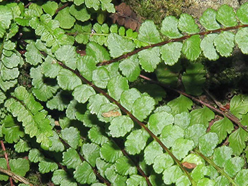 Asplenium adulterinum