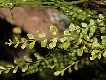 Asplenium alternifolium heufleri