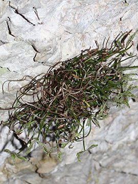 Asplenium seelosii