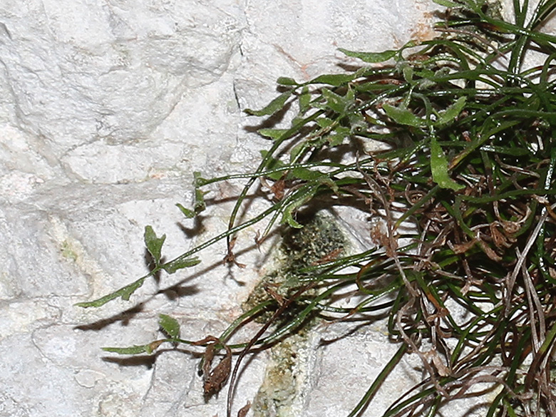 Asplenium seelosii