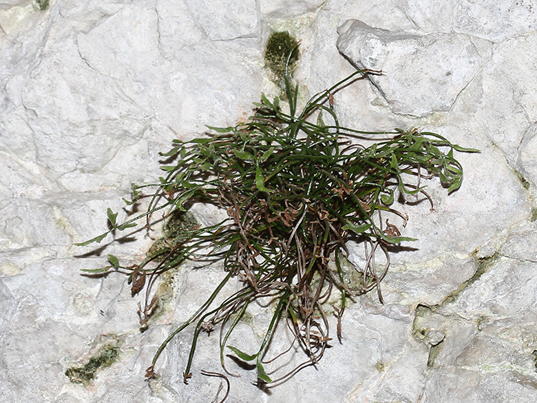 Asplenium seelosii