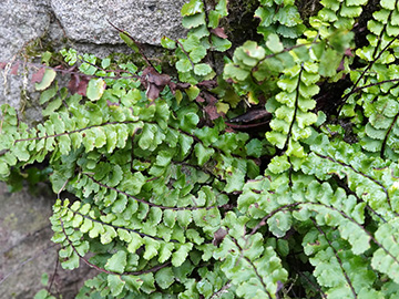 Asplenium trichomanes hastatum