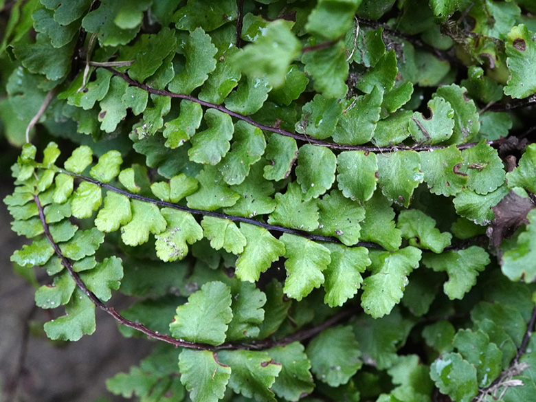 Asplenium trichomanes hastatum