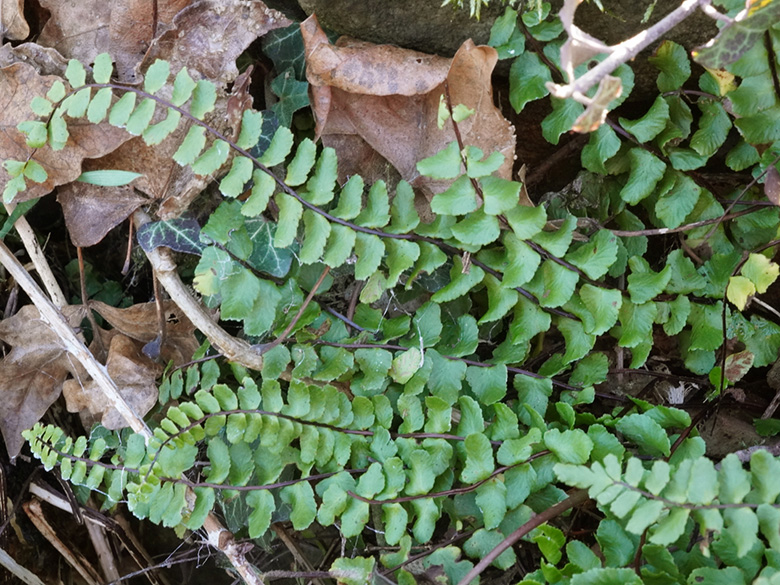 Asplenium trichomanes lovisianum