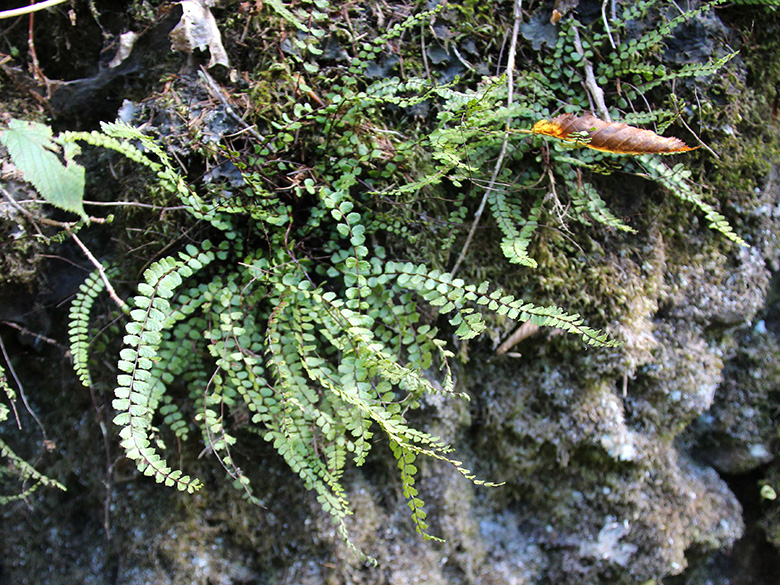 Asplenium trichomanes lusaticum