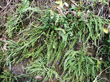 Asplenium trichomanes lusaticum