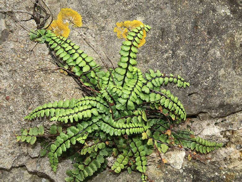 Asplenium trichomanes subsp. pachrachis