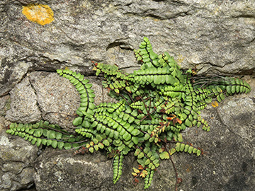 Asplenium trichomanes pachyrachis